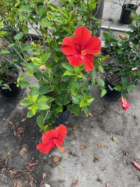 IMG_4370 plants<br />