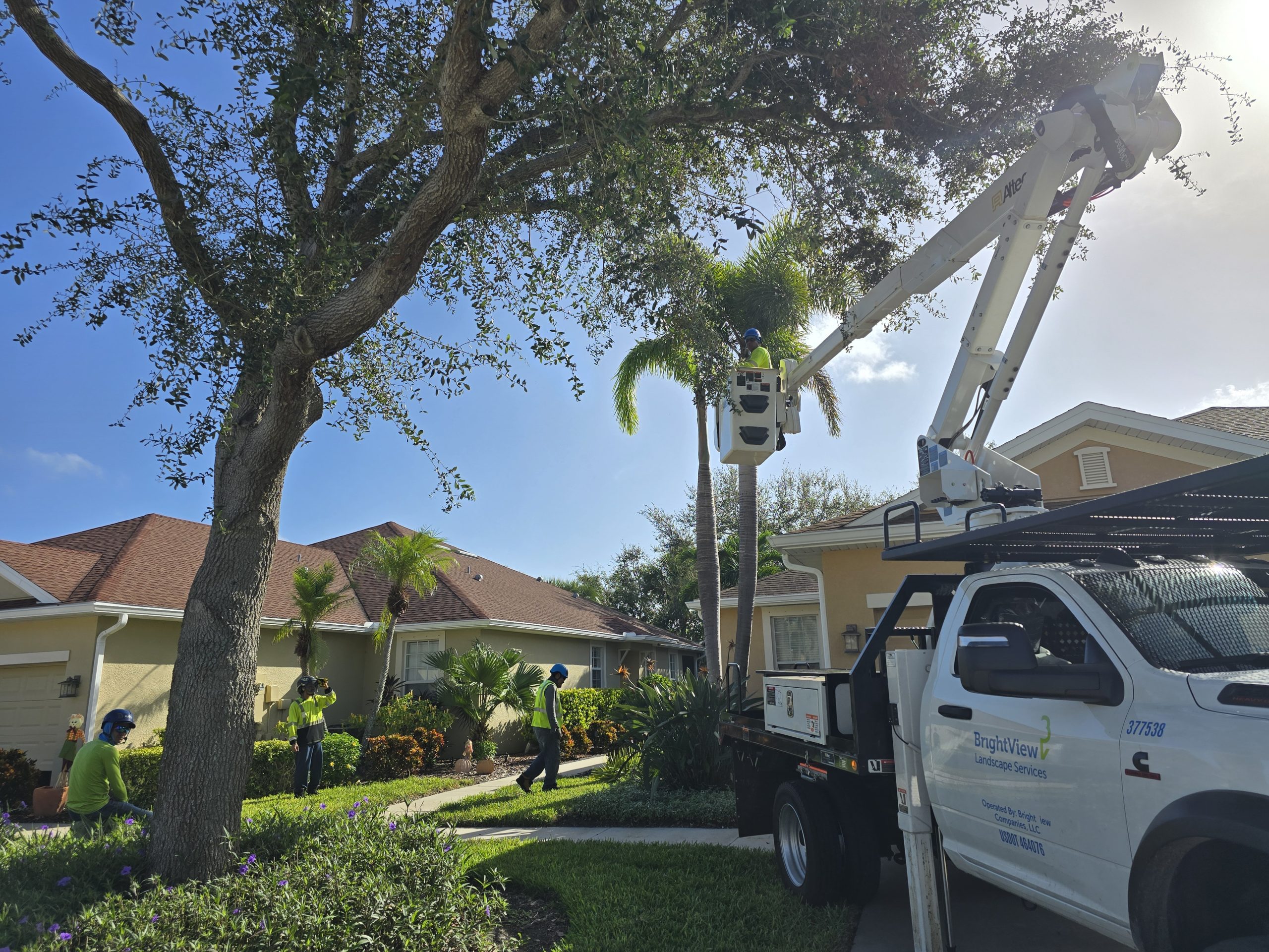 palm trimming 7 Palm Tree trimming